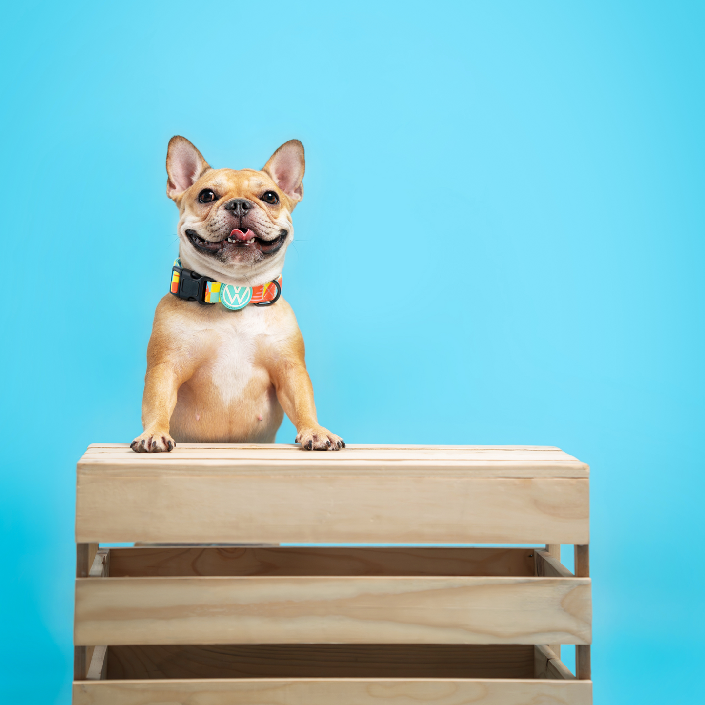 FUREVER IN STYLE - Volkswagen x The Barkfest Club | Collar
