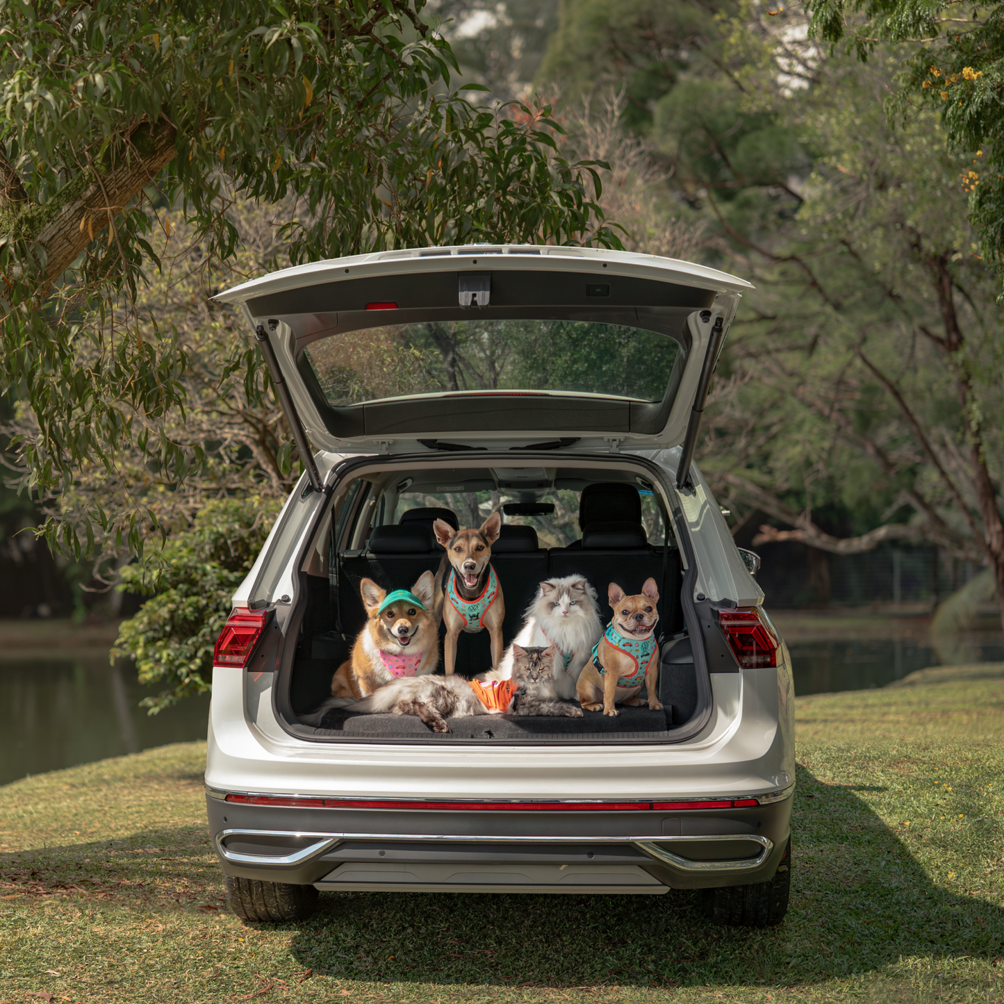 FUREVER IN STYLE - Volkswagen x The Barkfest Club | Adjustable Harness