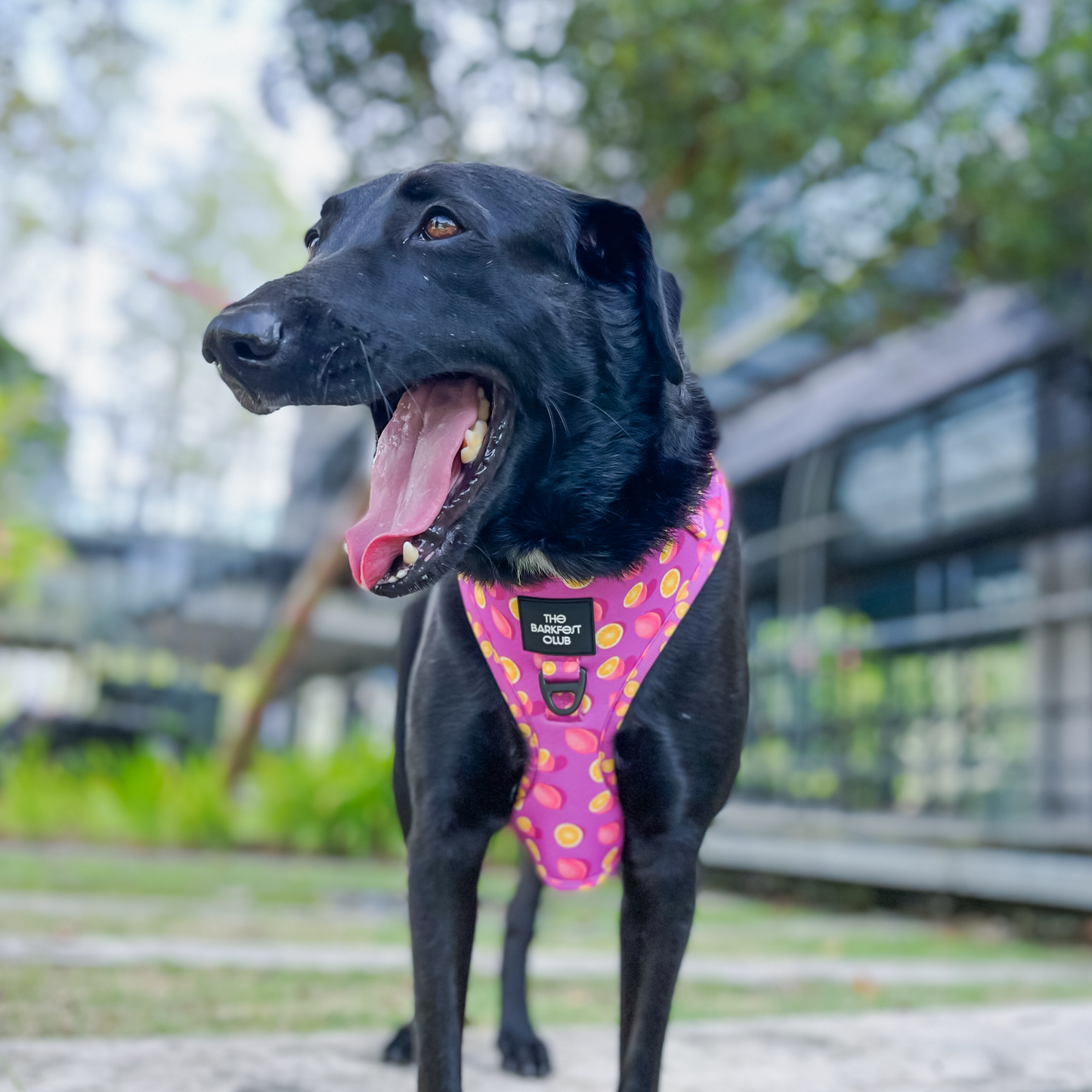 PINK LEMONADE | Adjustable Harness