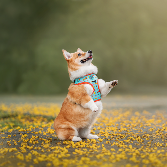 FUREVER IN STYLE - Volkswagen x The Barkfest Club | Adjustable Harness