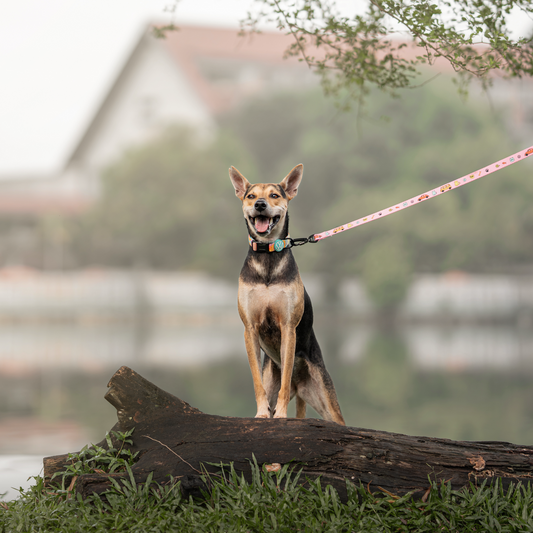 FUREVER IN STYLE - Volkswagen x The Barkfest Club | Leash