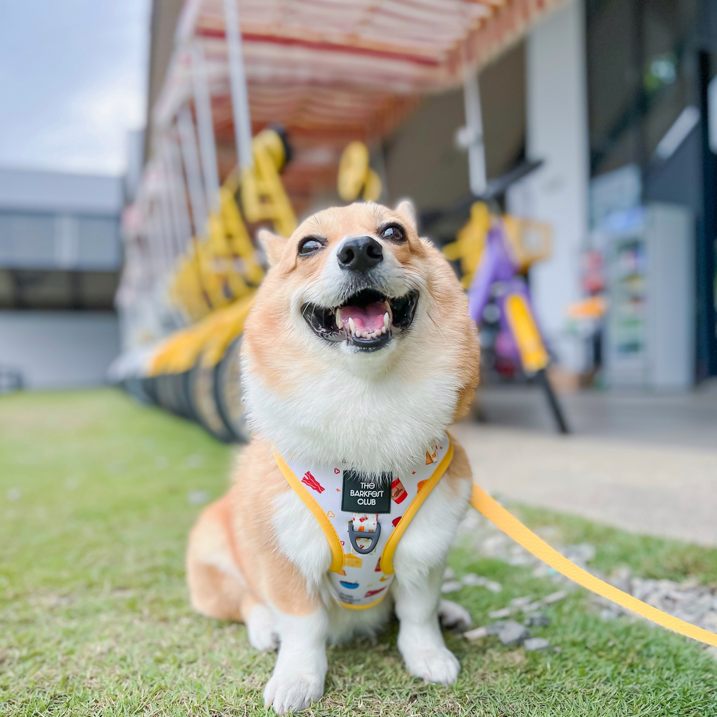 THE BARKFEST BREAKFAST | Adjustable Harness