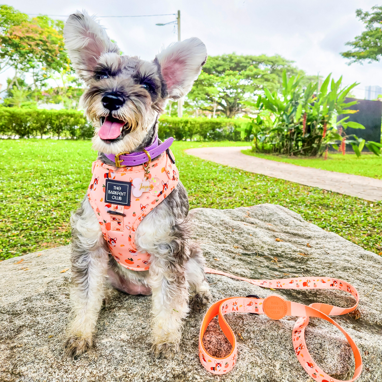 PEACHY BUTT CORGI | Adjustable Harness